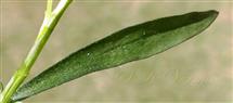  Upper linear cauline leaf